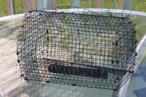 Collapsible Bownet