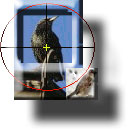 Repeating Sparrow & Starling Trap Plan